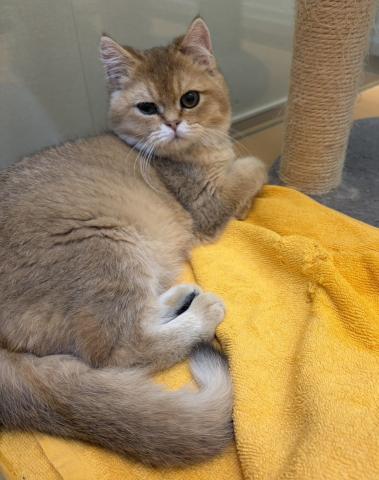 新潟県のブリティッシュショートヘアー (ペットアミ 六日町店/2025年9月22日生まれ/男の子/ゴールデン)の子猫の3枚目の画像