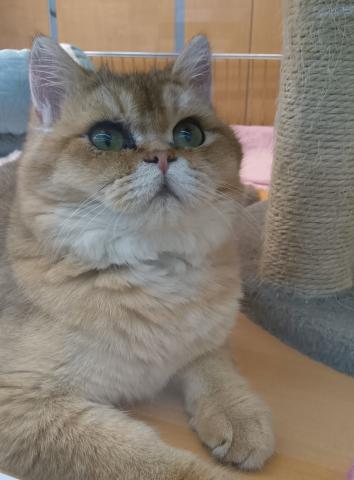 新潟県のブリティッシュショートヘアー (ペットアミ 六日町店/2025年9月22日生まれ/男の子/ゴールデン)の子猫の4枚目の画像