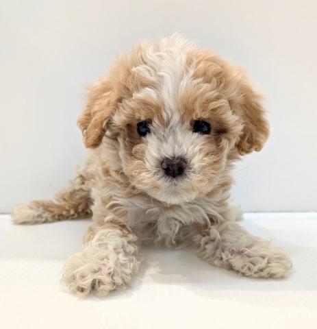 長野県のマルプー(マルチーズ×プードル) (ペットアミ 中野店/2026年1月11日生まれ/女の子/アプリコット)の子犬