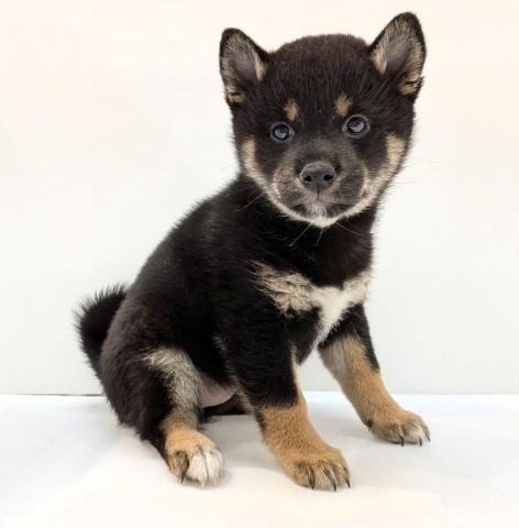 長野県の柴犬(標準サイズ) (ペットアミ 中野店/2026年1月8日生まれ/女の子/黒)の子犬