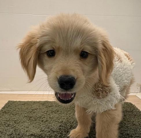 長野県のゴールデンレトリバー (ペットアミ 中野店/2025年11月15日生まれ/女の子/ゴールデン)の子犬