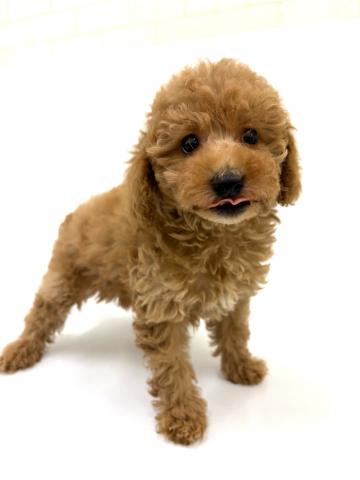 秋田県のトイプードル(トイ) (ペットアミ 秋田卸町店/2026年1月1日生まれ/女の子/レッド)の子犬