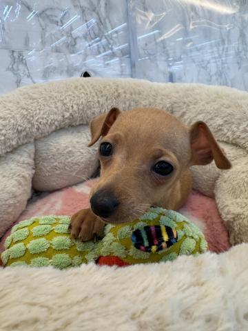 埼玉県のミニチュアピンシャー (NICO PET 三郷店/2026年1月10日生まれ/男の子/レッド)の子犬の1枚目の画像