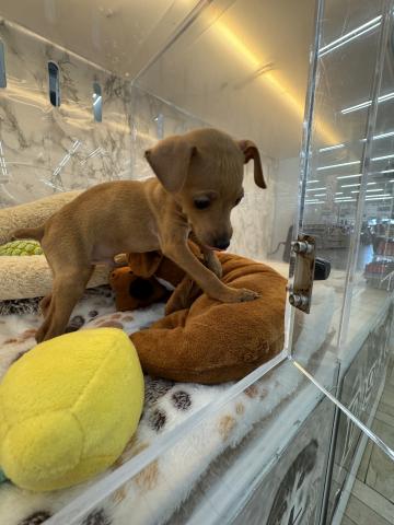 埼玉県のミニチュアピンシャー (NICO PET 三郷店/2026年1月10日生まれ/男の子/レッド)の子犬の4枚目の画像