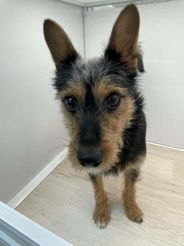 石川県のMIXミニチュアシュナウザー×ヨークシャーテリア (ペットアミ 津幡店/2025年6月8日生まれ/男の子/その他色)の子犬の2枚目の画像