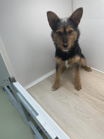 石川県のMIXミニチュアシュナウザー×ヨークシャーテリア (ペットアミ 津幡店/2025年6月8日生まれ/男の子/その他色)の子犬の4枚目の画像