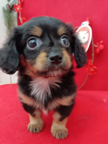 青森県のハーフ犬・ミックス犬 (ペットアミ 弘前店/2026年2月6日生まれ/男の子/ブラック)の子犬の1枚目の画像