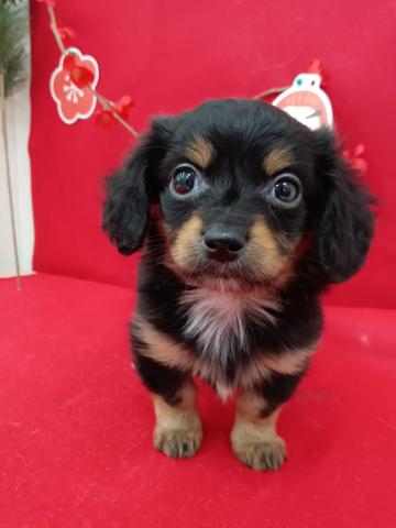 青森県のハーフ犬・ミックス犬 (ペットアミ 弘前店/2026年2月6日生まれ/男の子/ブラック)の子犬の2枚目の画像