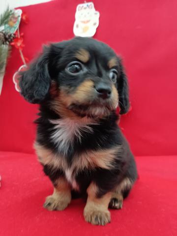 青森県のハーフ犬・ミックス犬 (ペットアミ 弘前店/2026年2月6日生まれ/男の子/ブラック)の子犬の3枚目の画像