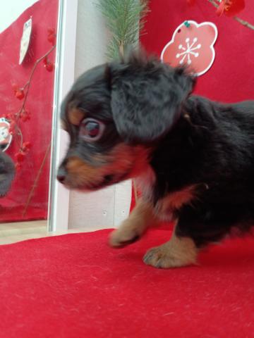 青森県のハーフ犬・ミックス犬 (ペットアミ 弘前店/2026年2月6日生まれ/男の子/ブラック)の子犬の4枚目の画像