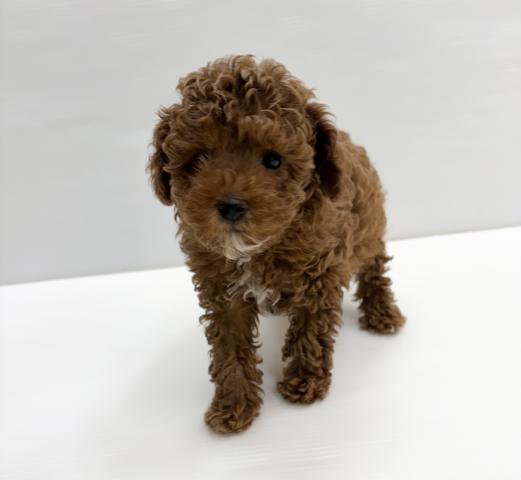 トイプードル