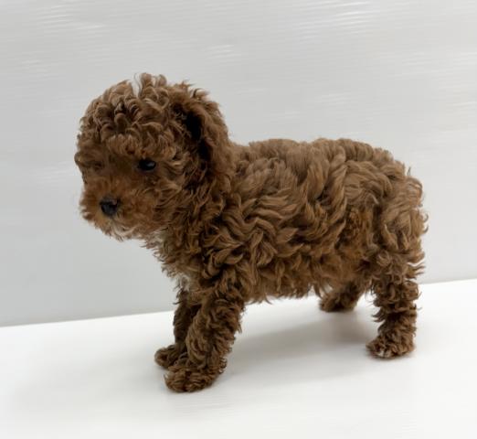 トイプードル