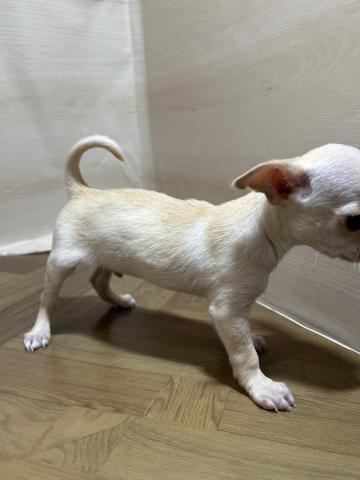 チワワ（スムースコート）