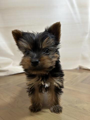 ヨークシャーテリア