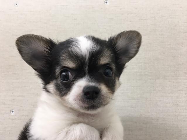 チワワ（ロングコート）