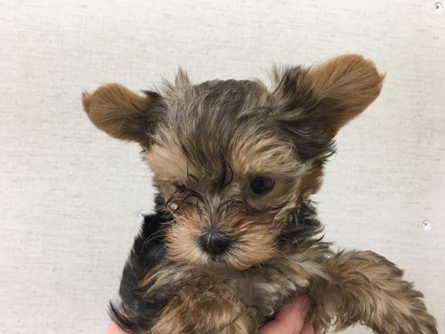 ヨークシャーテリア