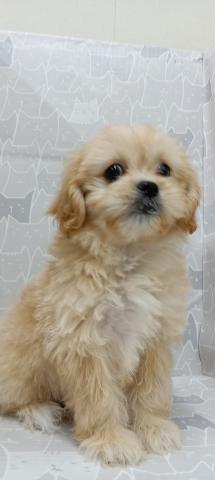 富山県のペキプー(ペキニーズ×プードル) (ペットアミ宮野店/2026年1月23日生まれ/女の子/その他色)の子犬の1枚目の画像