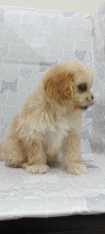 富山県のペキプー(ペキニーズ×プードル) (ペットアミ宮野店/2026年1月23日生まれ/女の子/その他色)の子犬の2枚目の画像