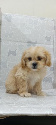 富山県のペキプー(ペキニーズ×プードル) (ペットアミ宮野店/2026年1月23日生まれ/女の子/その他色)の子犬の3枚目の画像