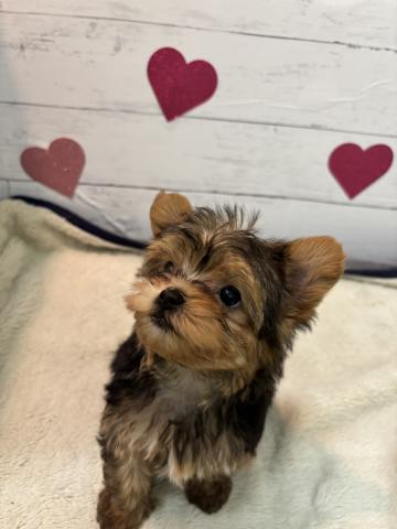 ヨークシャーテリア