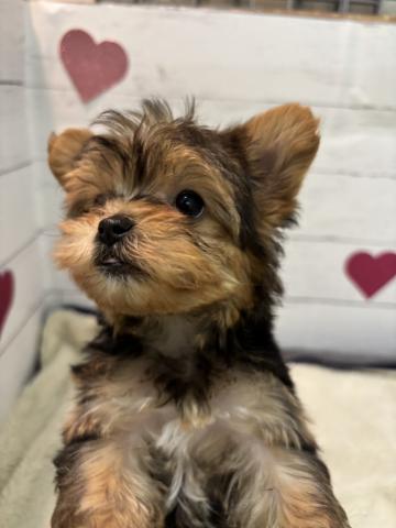 ヨークシャーテリア