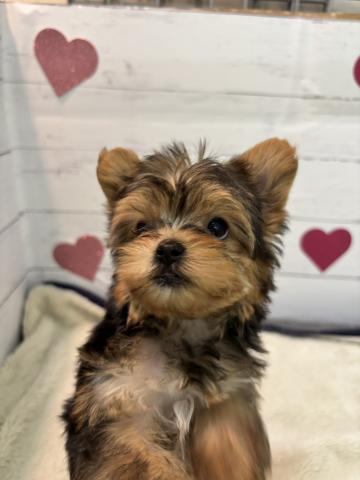 ヨークシャーテリア