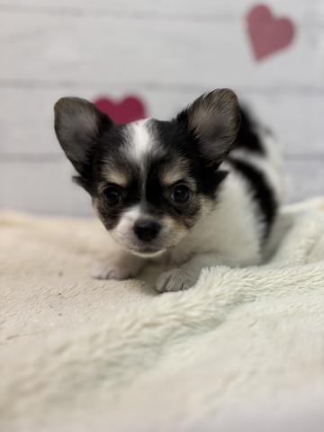 チワワ（ロングコート）