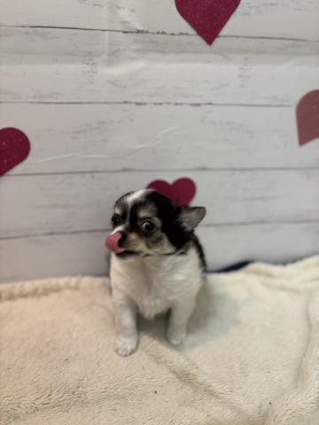 チワワ（ロングコート）