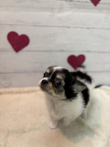 チワワ（ロングコート）