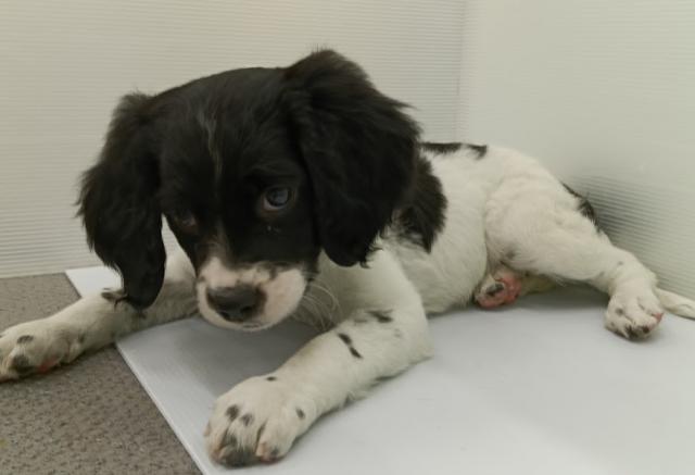 秋田県のブリタニースパニエル (ペットアミ 本荘インター店/2025年11月23日生まれ/女の子/ホワイトブラック)の子犬の4枚目の画像