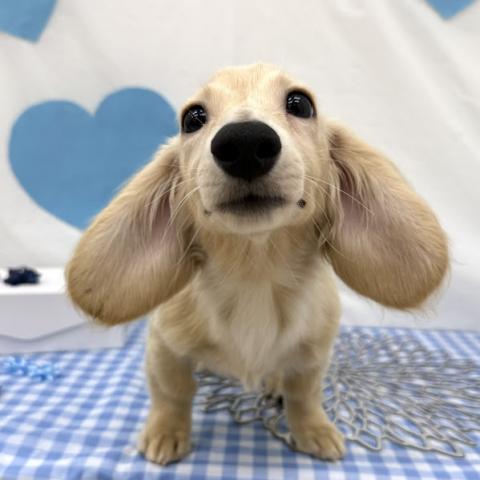 秋田県のミニチュアダックスフンド(ロング) (ペットアミ 本荘インター店/2025年10月17日生まれ/女の子/イエロー)の子犬の2枚目の画像