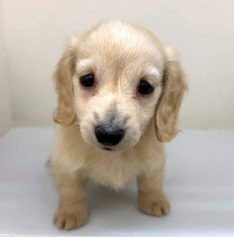 秋田県のミニチュアダックスフンド(ロング) (ペットアミ 本荘インター店/2025年10月17日生まれ/女の子/イエロー)の子犬の3枚目の画像