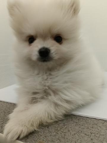 秋田県のポメラニアン (ペットアミ 本荘インター店/2025年11月20日生まれ/男の子/ホワイト)の子犬の4枚目の画像