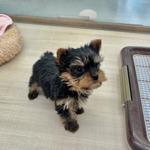 ヨークシャーテリア