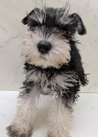 宮城県のミニチュアシュナウザー (ペットアミ 佐沼店/2026年1月10日生まれ/男の子/ブラックシルバー)の子犬の2枚目の画像