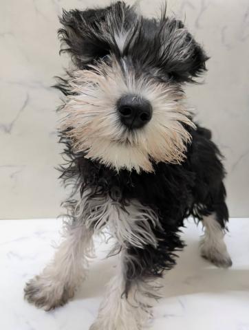 宮城県のミニチュアシュナウザー (ペットアミ 佐沼店/2026年1月10日生まれ/男の子/ブラックシルバー)の子犬の3枚目の画像