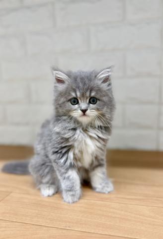 スコティッシュフォールド