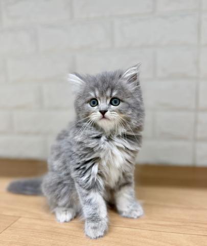 スコティッシュフォールド