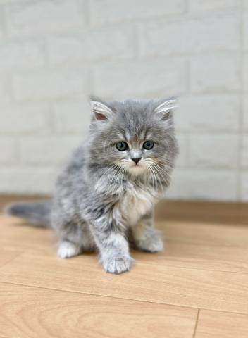 スコティッシュフォールド