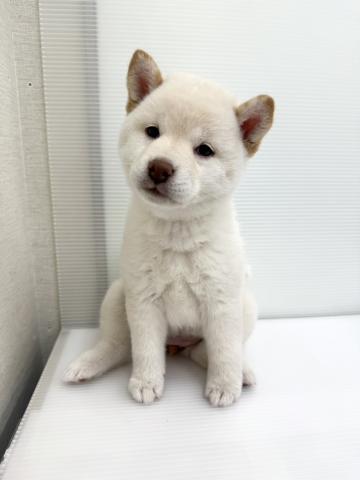 和歌山県の柴犬(標準サイズ) (ペットアミ 紀ノ川店/2026年2月7日生まれ/女の子/白)の子犬の1枚目の画像