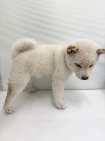 和歌山県の柴犬(標準サイズ) (ペットアミ 紀ノ川店/2026年2月7日生まれ/女の子/白)の子犬の2枚目の画像