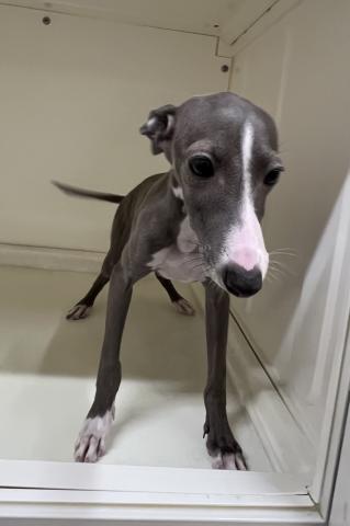 2025年11月22日生まれのイタリアングレーハウンド
