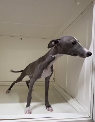 新潟県のイタリアングレーハウンド (ペットアミ 三条四日町店/2025年11月22日生まれ/女の子/ブルーホワイト)の子犬の2枚目の画像