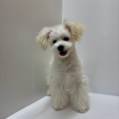 新潟県のハーフ犬・ミックス犬 (ペットアミ 加茂店/2025年11月15日生まれ/男の子/その他色)の子犬の1枚目の画像