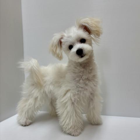 新潟県のハーフ犬・ミックス犬 (ペットアミ 加茂店/2025年11月15日生まれ/男の子/その他色)の子犬の2枚目の画像