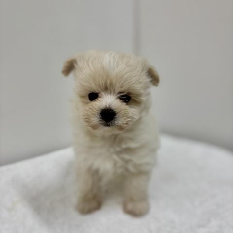 新潟県のハーフ犬・ミックス犬 (ペットアミ 加茂店/2025年11月15日生まれ/男の子/その他色)の子犬の3枚目の画像