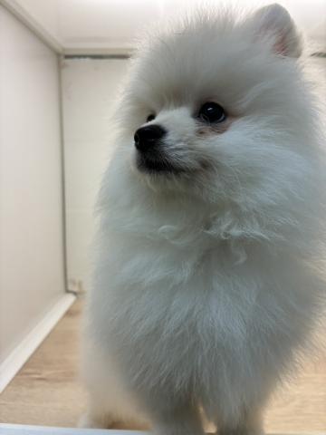 石川県のポメラニアン (ペットアミ 津幡店/2026年1月24日生まれ/男の子/クリーム)の子犬の3枚目の画像