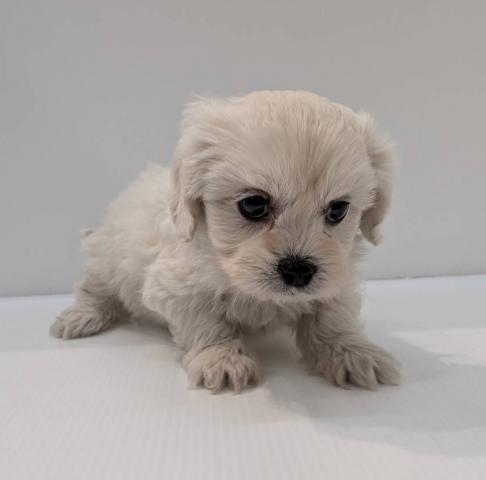 長野県のハーフ犬・ミックス犬 (ペットアミ 中野店/2025年12月19日生まれ/男の子/ホワイト)の子犬