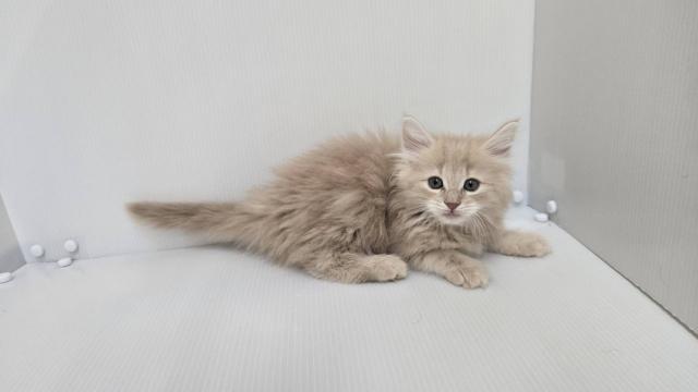 ノルウェージャンフォレストキャット