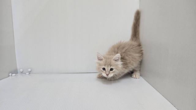 ノルウェージャンフォレストキャット